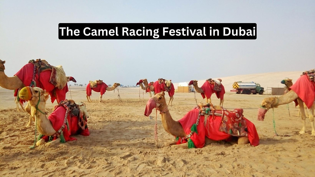 Camel Racing Festival