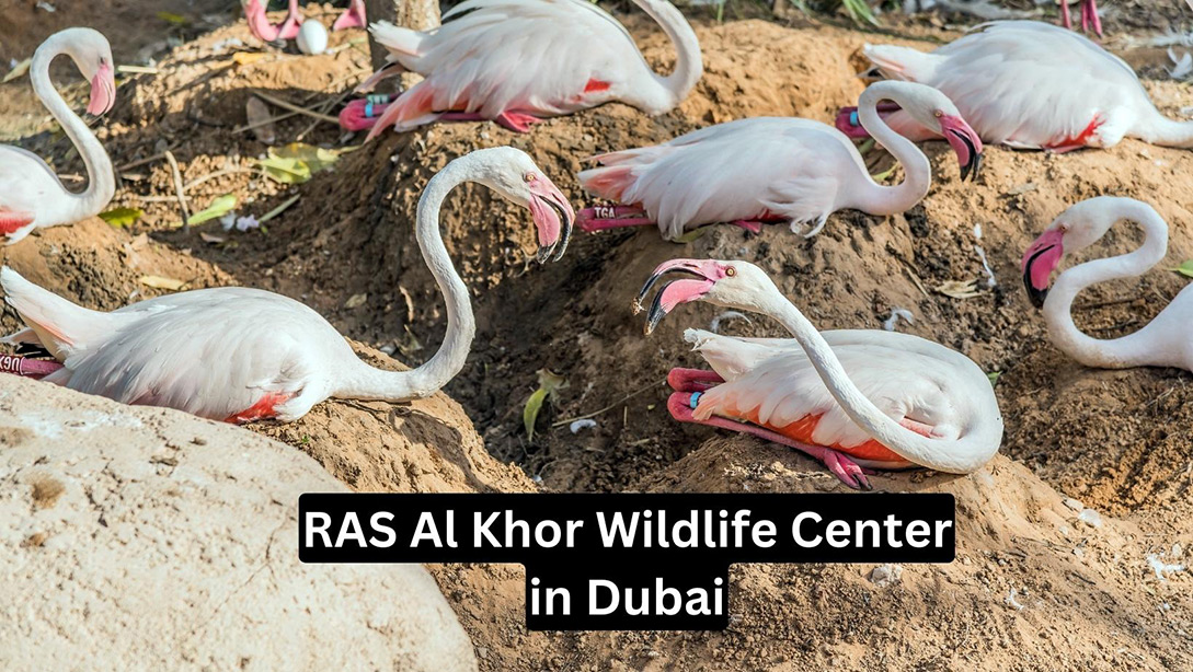 RAS Al Khor Wildlife Centre